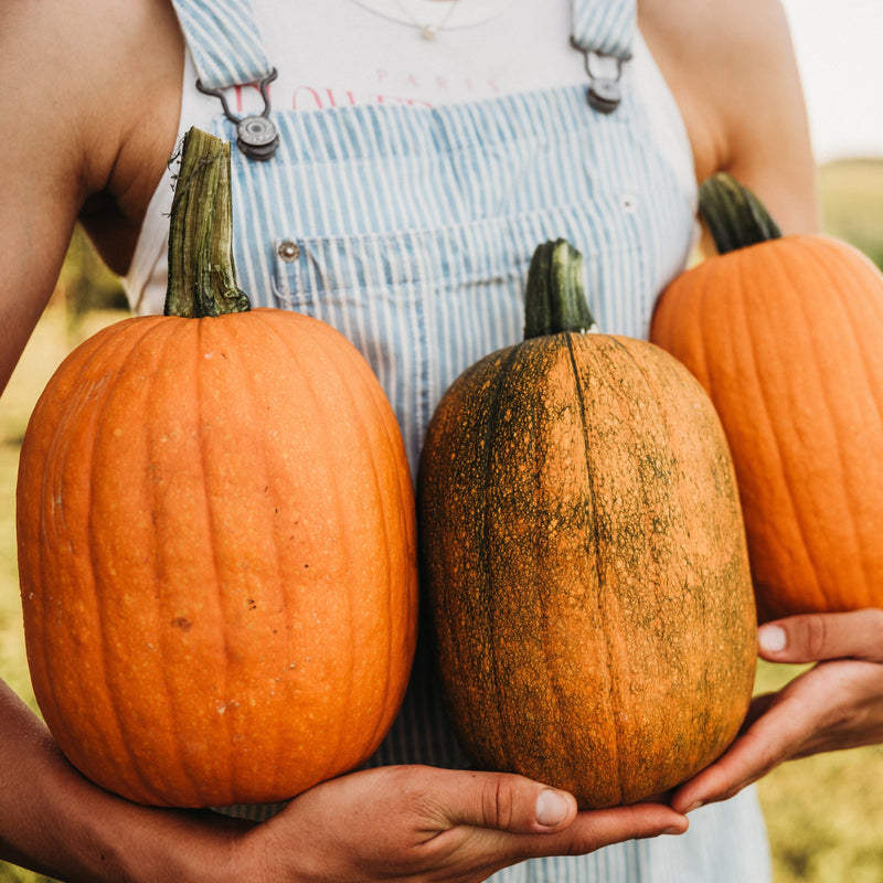 Jack-O-Lantern Pumpkin