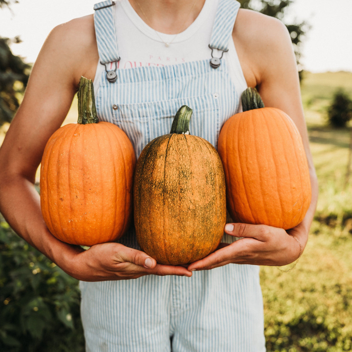 Jack-O-Lantern Pumpkin