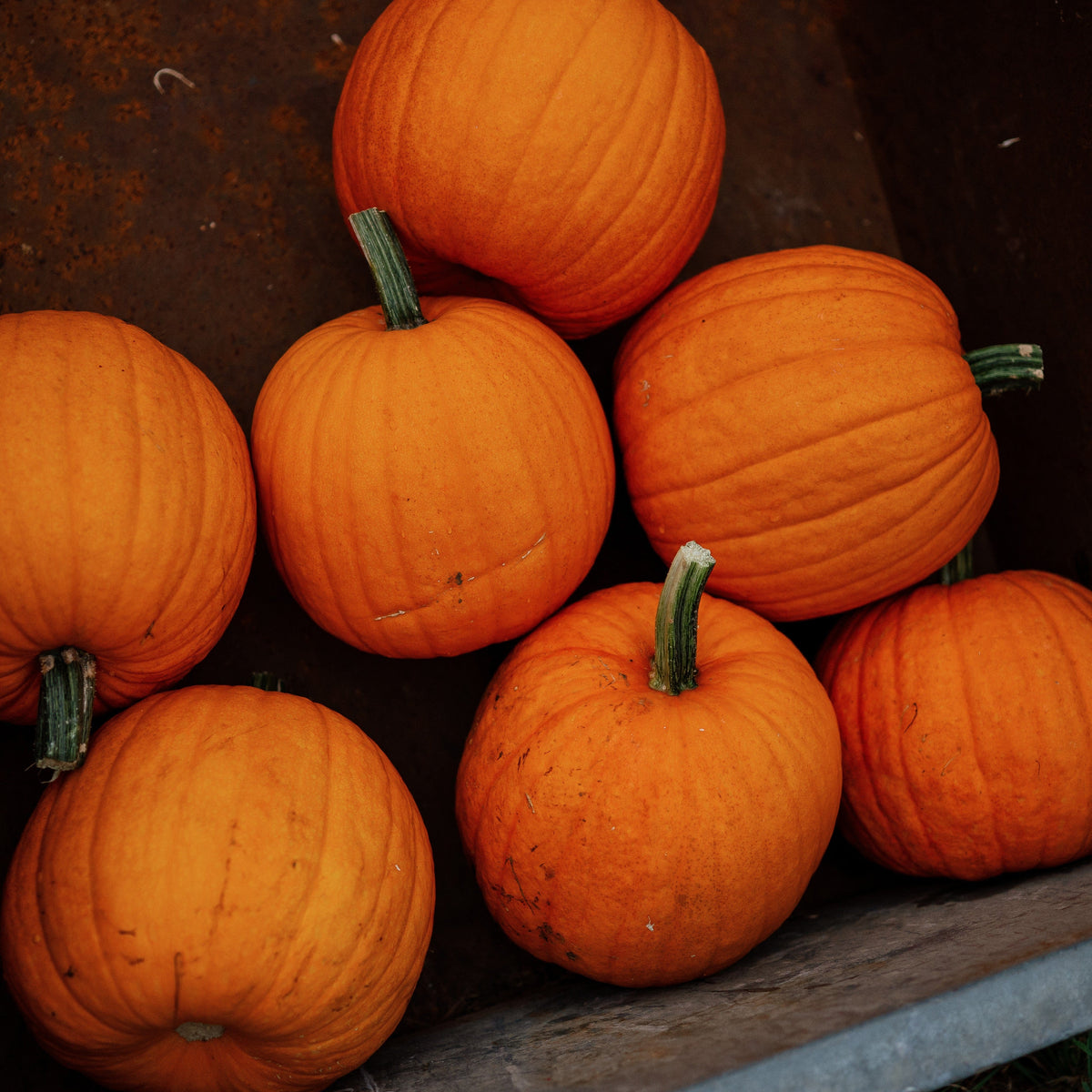 Jack-O-Lantern Pumpkin