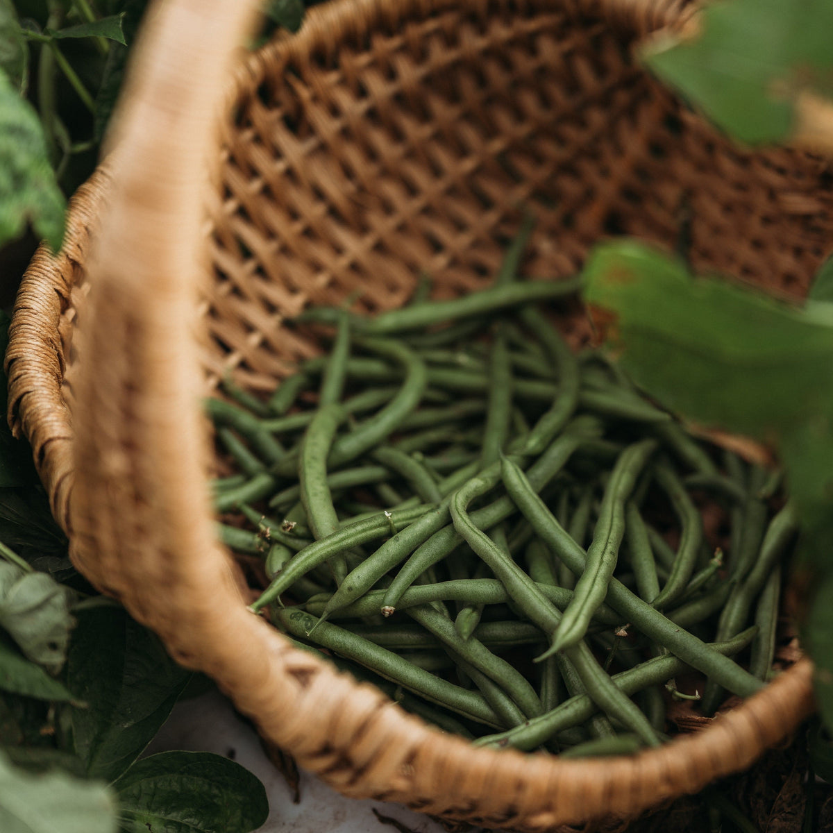 Jade Snap Bush Bean
