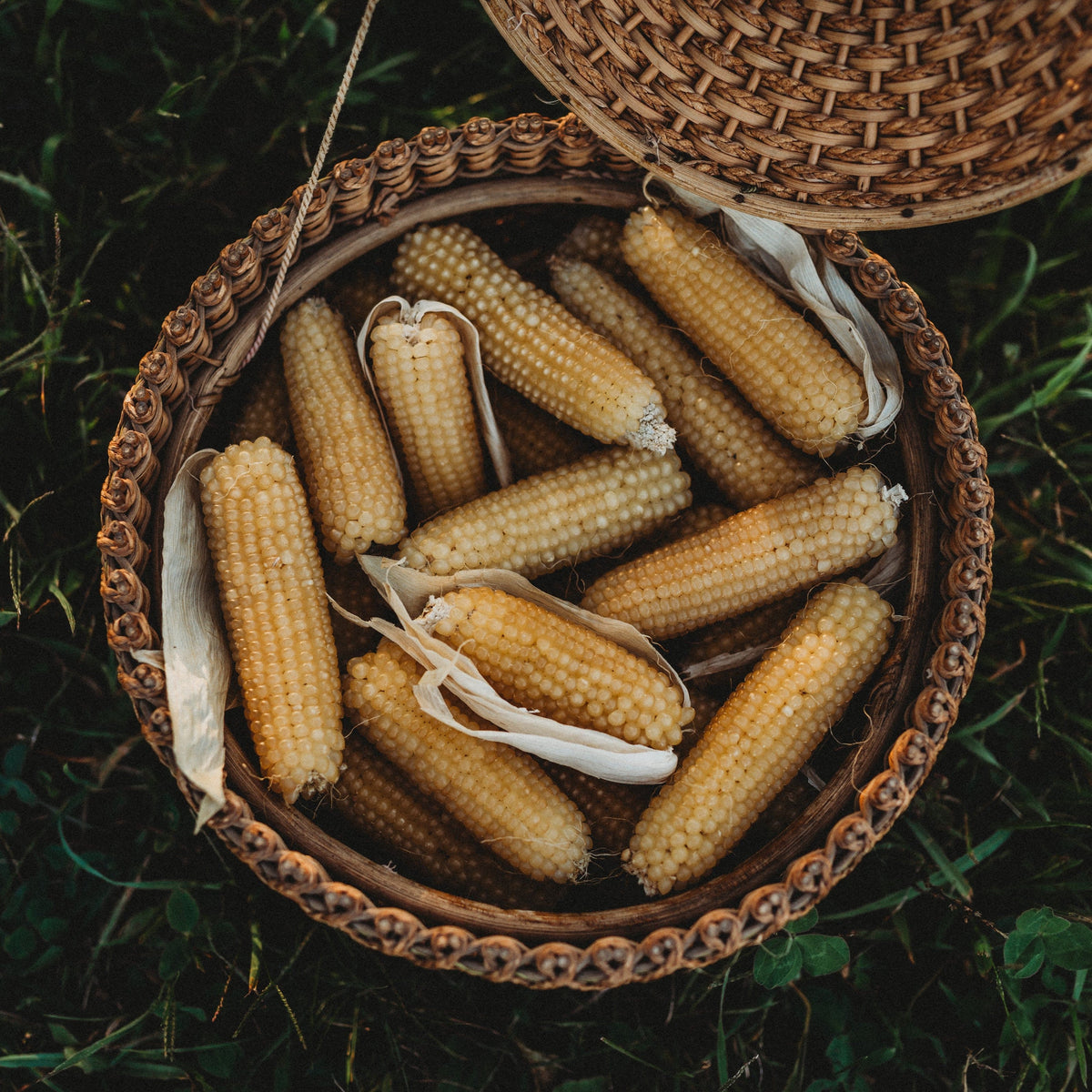 Japanese Hulless Popcorn