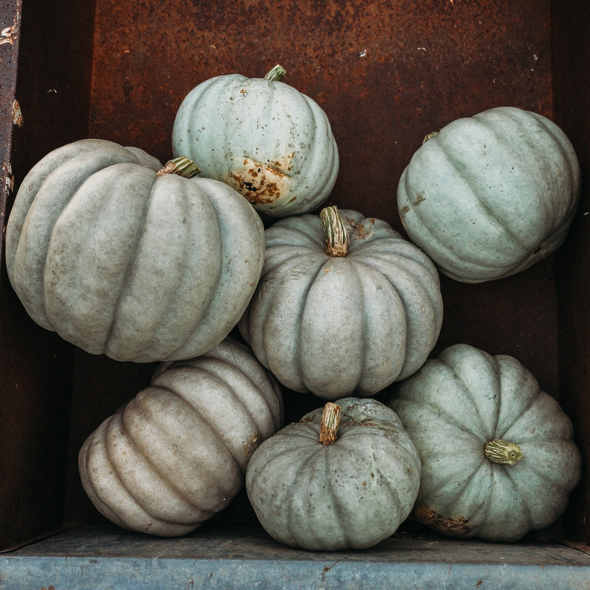 Jarrahdale Pumpkin