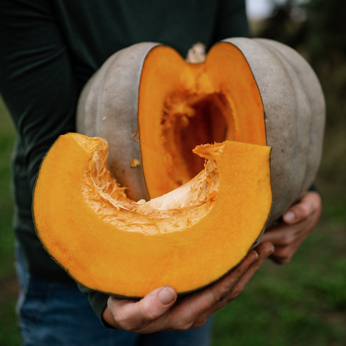 Jarrahdale Pumpkin