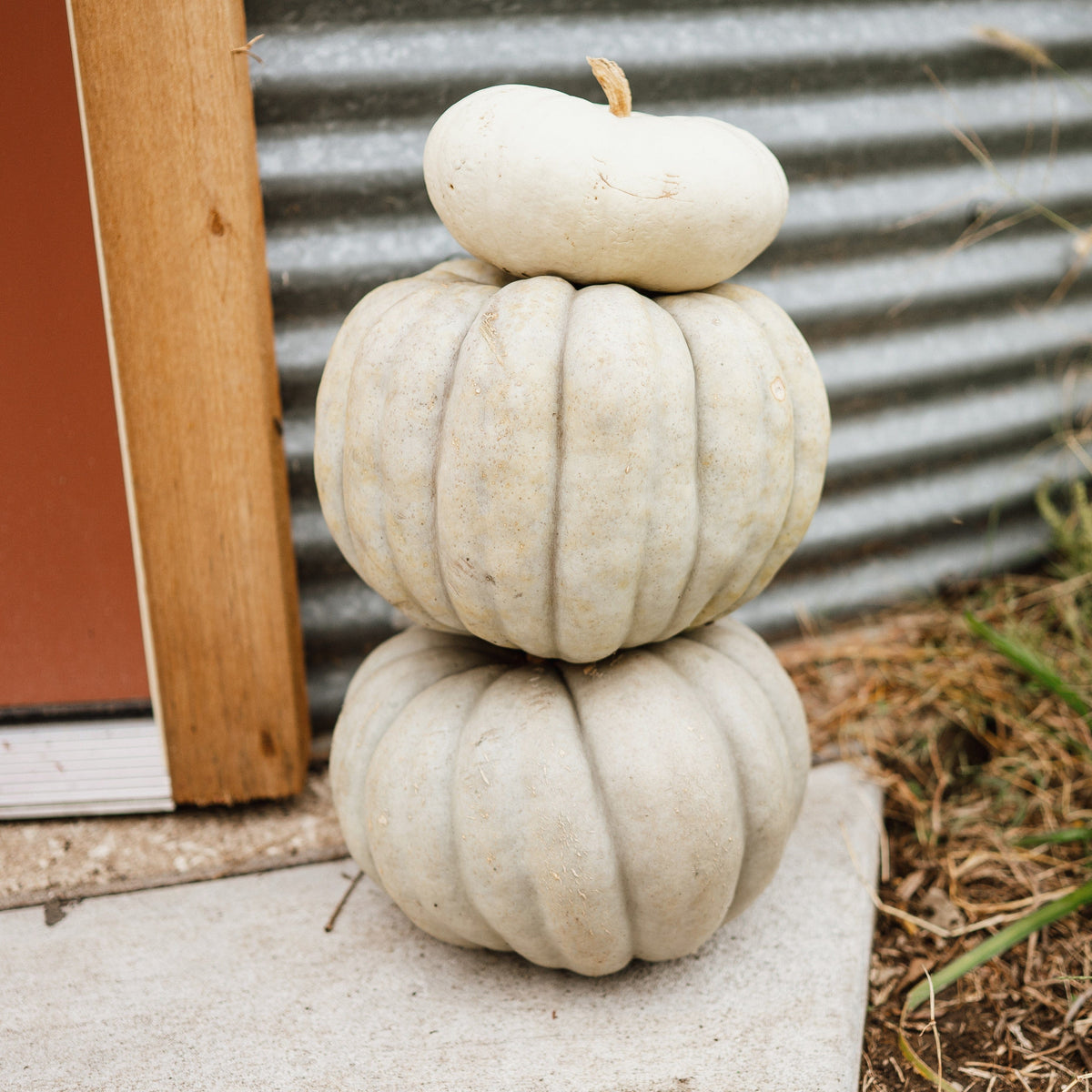 Jarrahdale Pumpkin