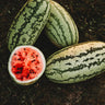 Jubilee Watermelon