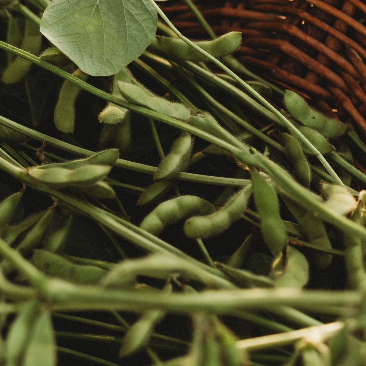 Karikachi No. 3 Edamame