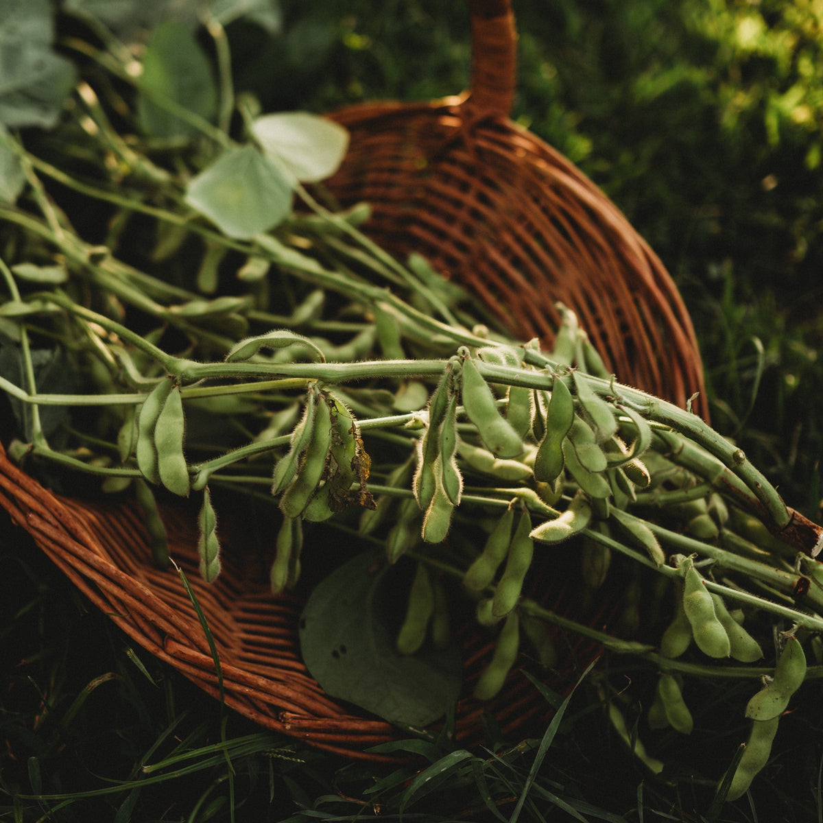 Karikachi No. 3 Edamame