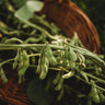 Karikachi No. 3 Edamame