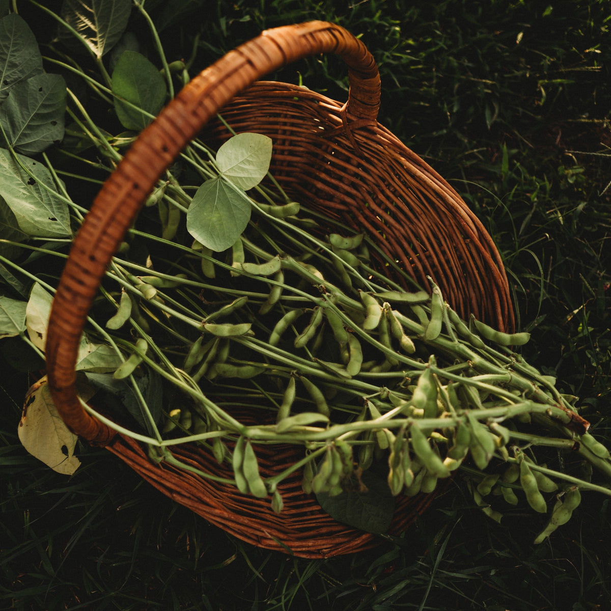 Karikachi No. 3 Edamame
