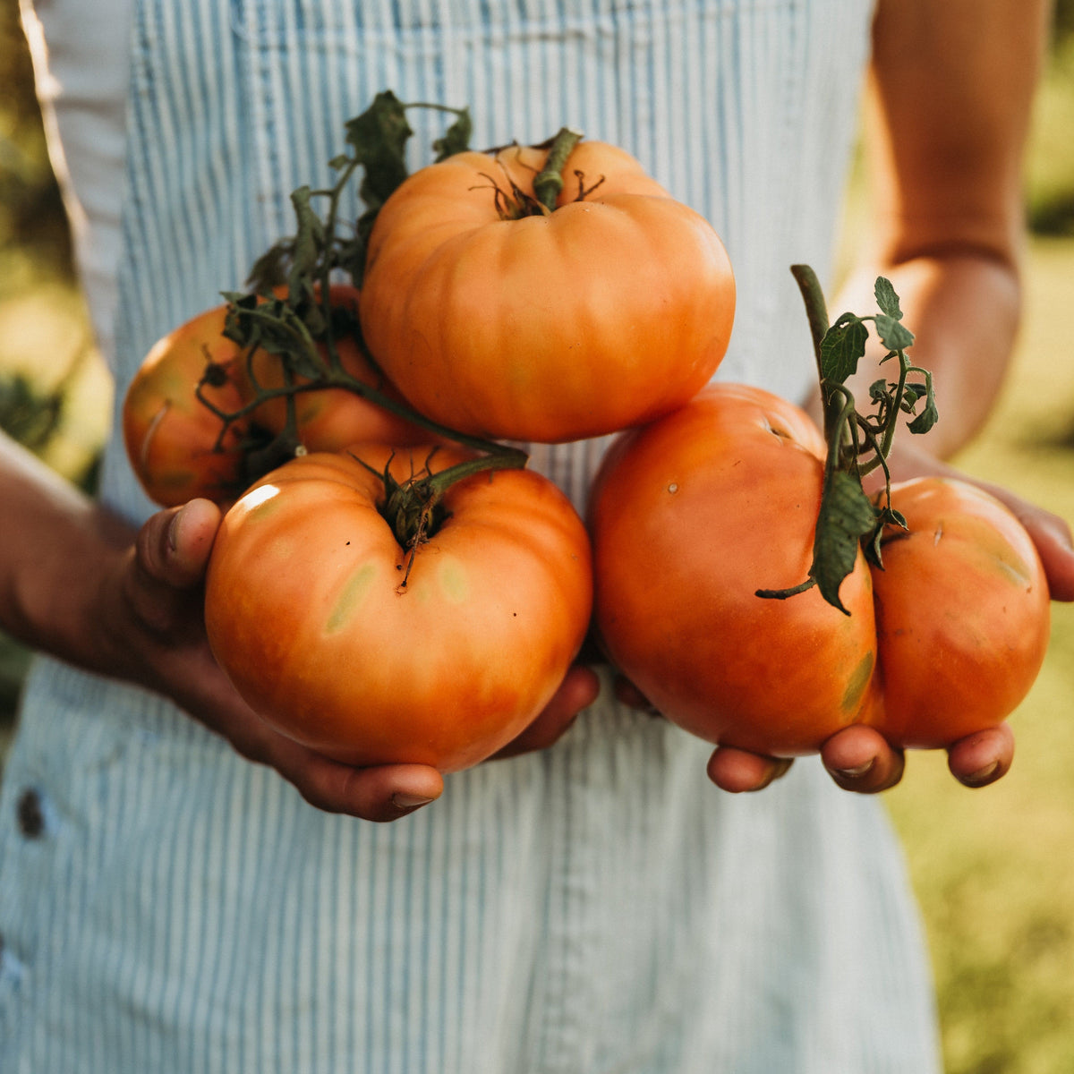 Kellogg's Breakfast Tomato