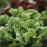 Kraganer Sommer Butterhead Lettuce