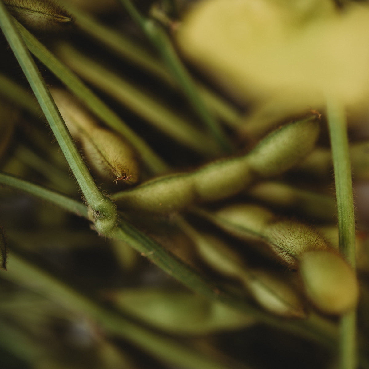 Kuroshinju Black Edamame