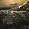 Lacinato Dinosaur Kale (Nero di Toscana)