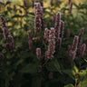 Lavender Hyssop