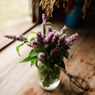 Lavender Hyssop