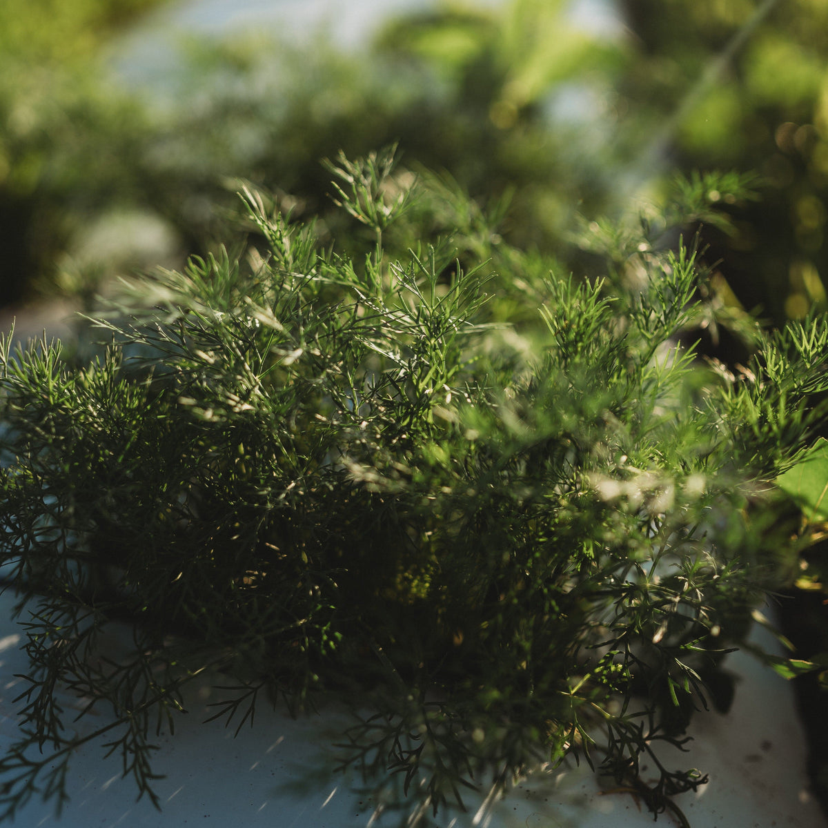 Mammoth Long Island Dill
