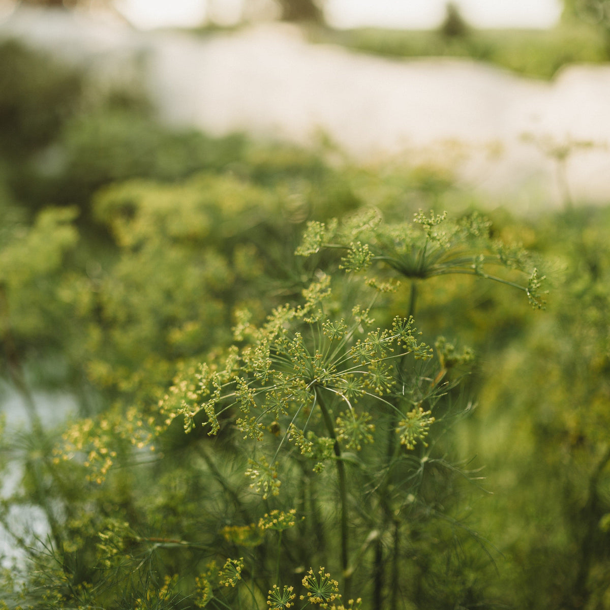 Mammoth Long Island Dill