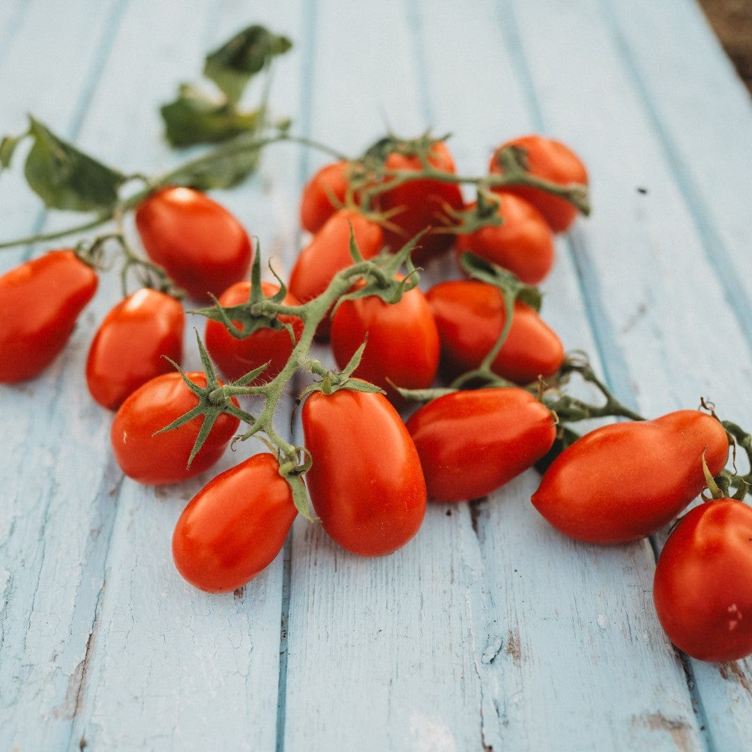 Martino's Roma Heirloom Sauce Tomato
