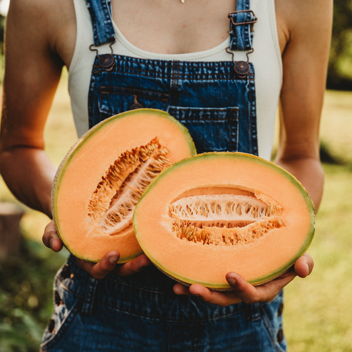 Melone di Toscana Tuscan Cantaloupe