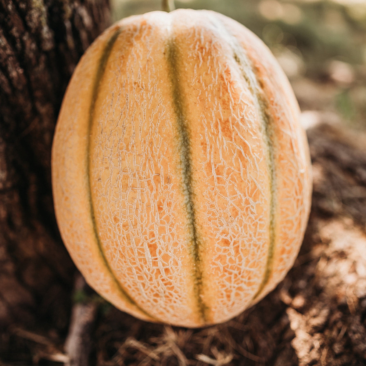 Melone di Toscana Tuscan Cantaloupe