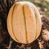 Melone di Toscana Tuscan Cantaloupe