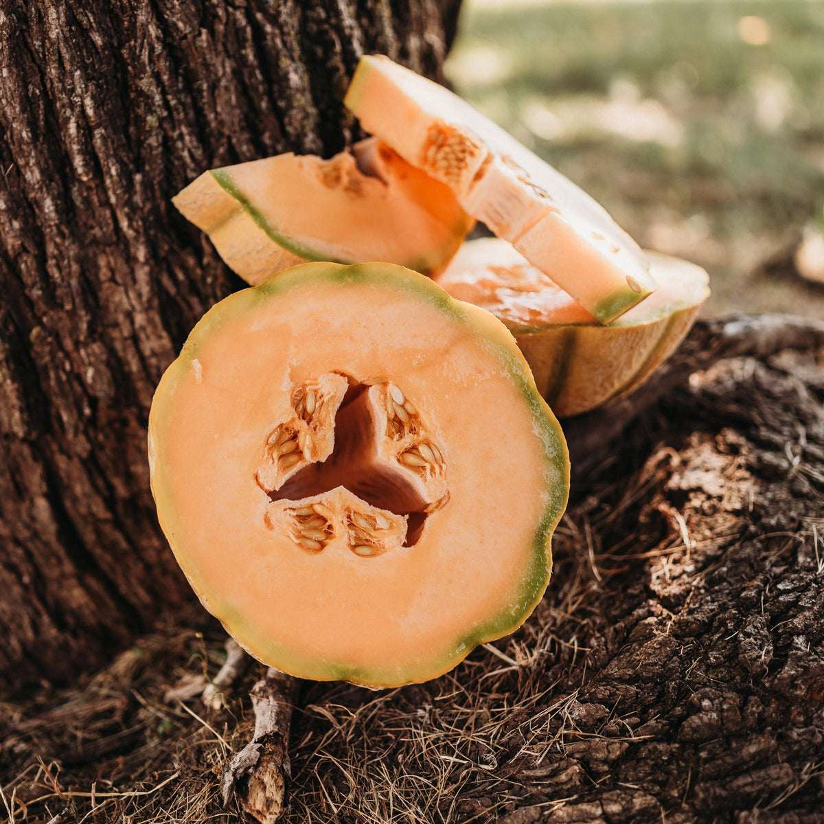 Melone di Toscana Tuscan Cantaloupe