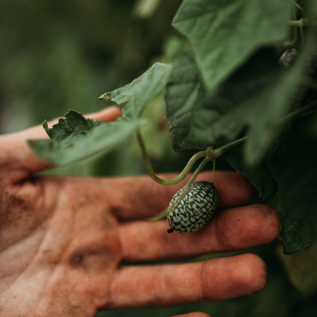 Mexican Sour Gherkin Cucumber (Cucamelon)