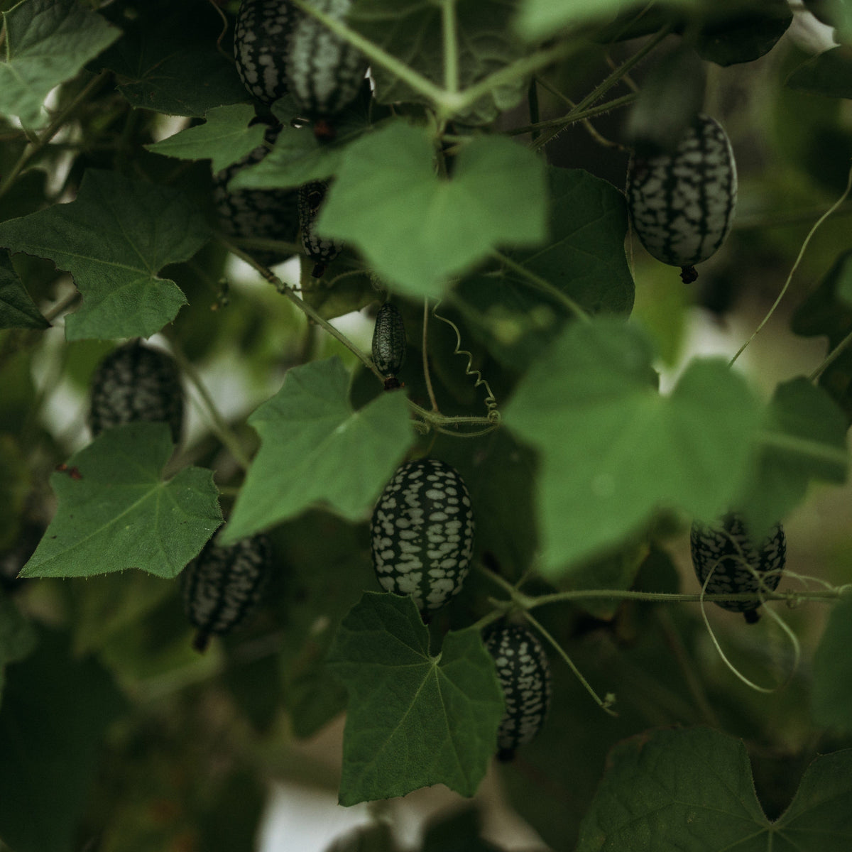 Mexican Sour Gherkin Cucumber (Cucamelon)