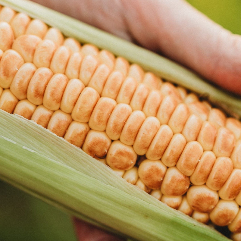 Millersburg Red No. 2 Sweet Corn