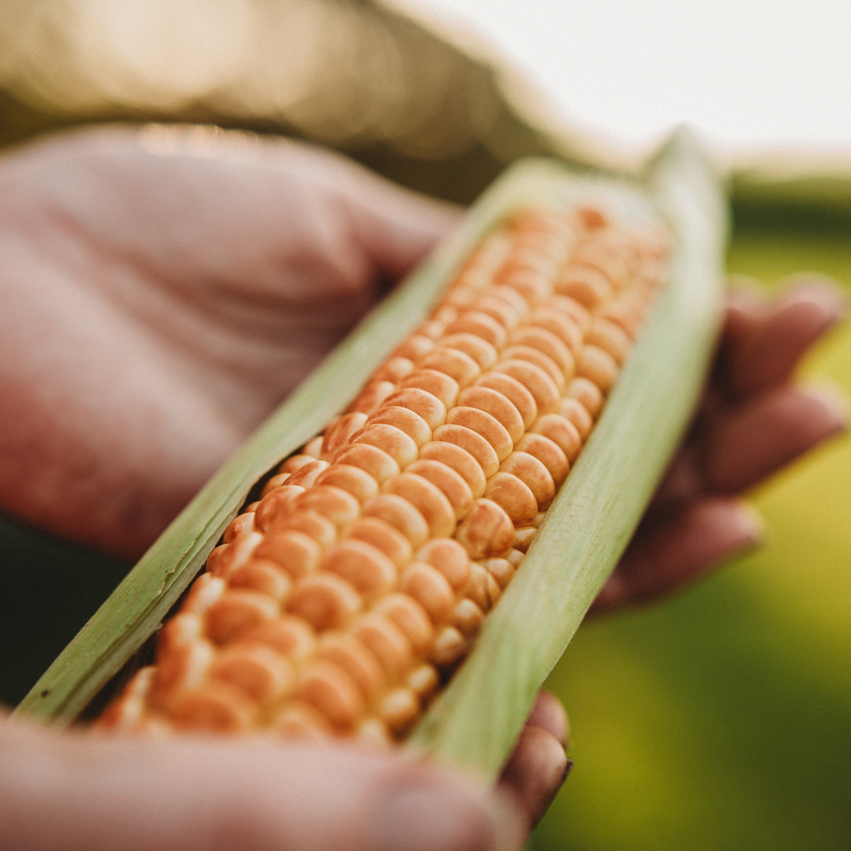 Millersburg Red No. 2 Sweet Corn