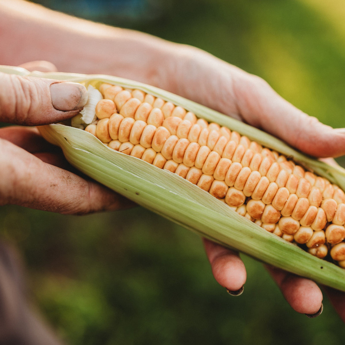 Millersburg Red No. 2 Sweet Corn