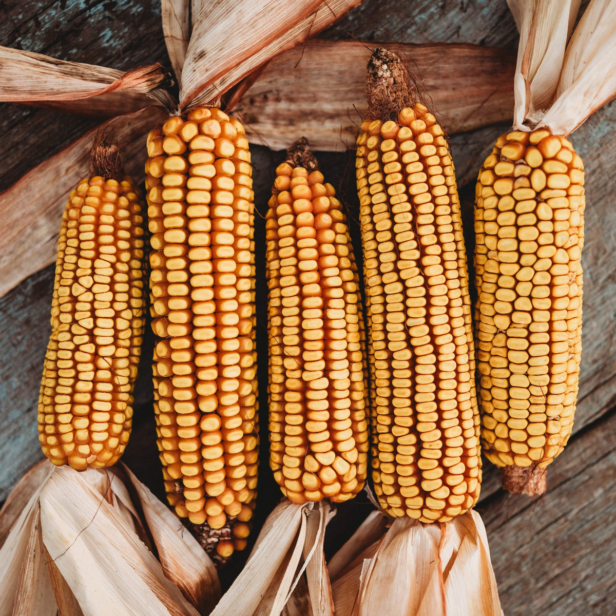 Minnesota 13 Moonshine Corn