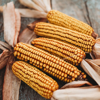 Minnesota 13 Moonshine Corn