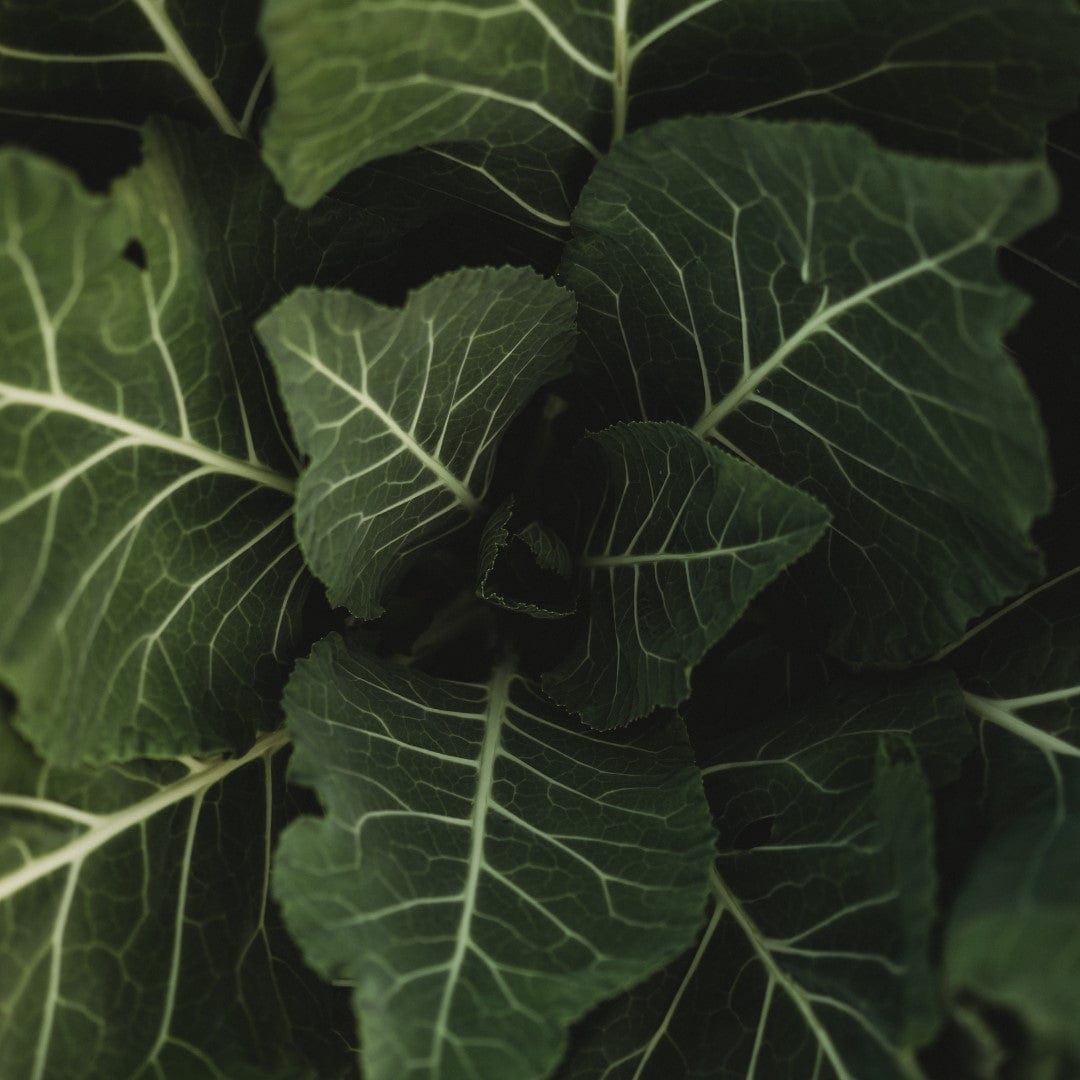 Morris Heading Collards