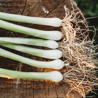 Natsuyo Green Onion