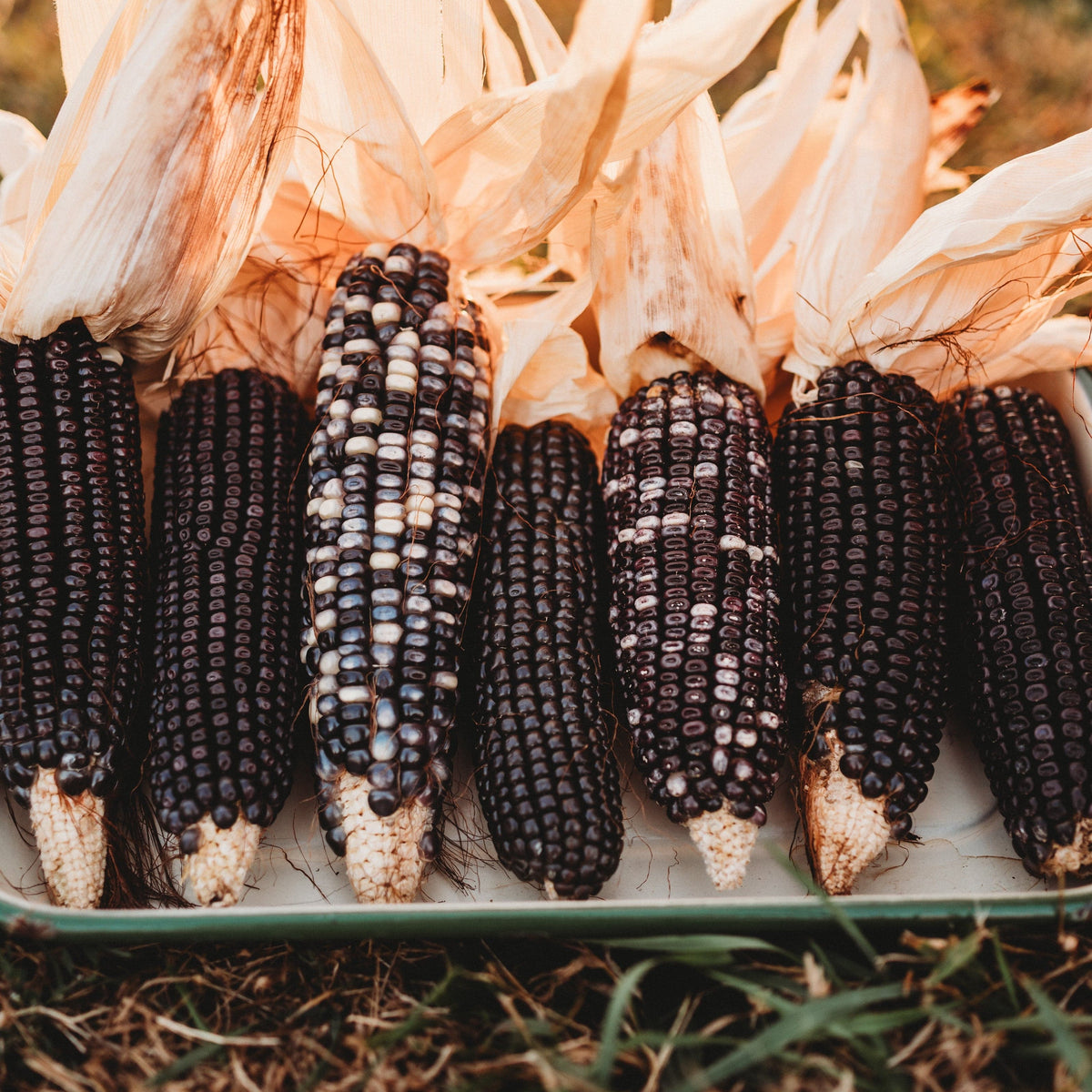 Ohio Blue Clarage Corn