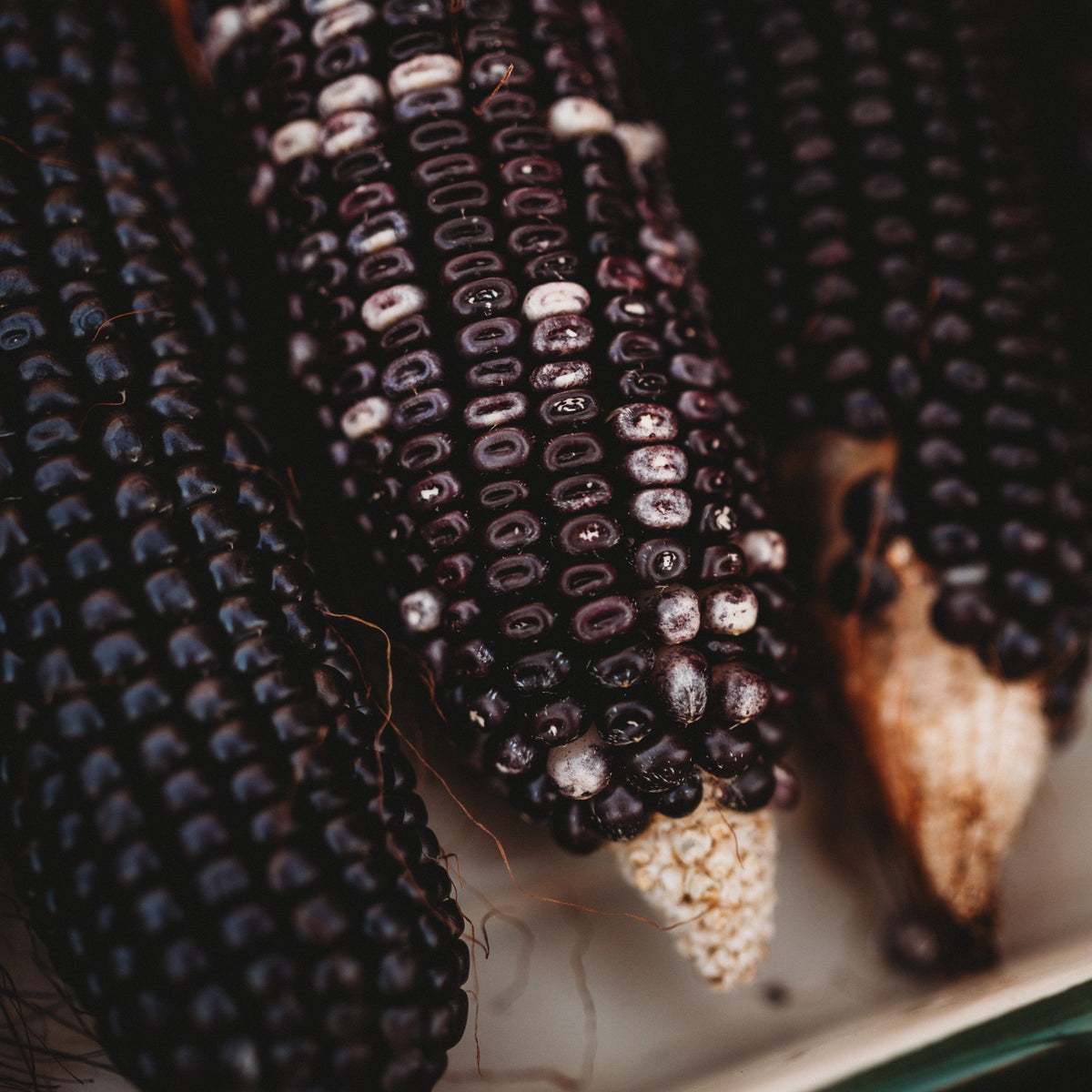 Ohio Blue Clarage Corn