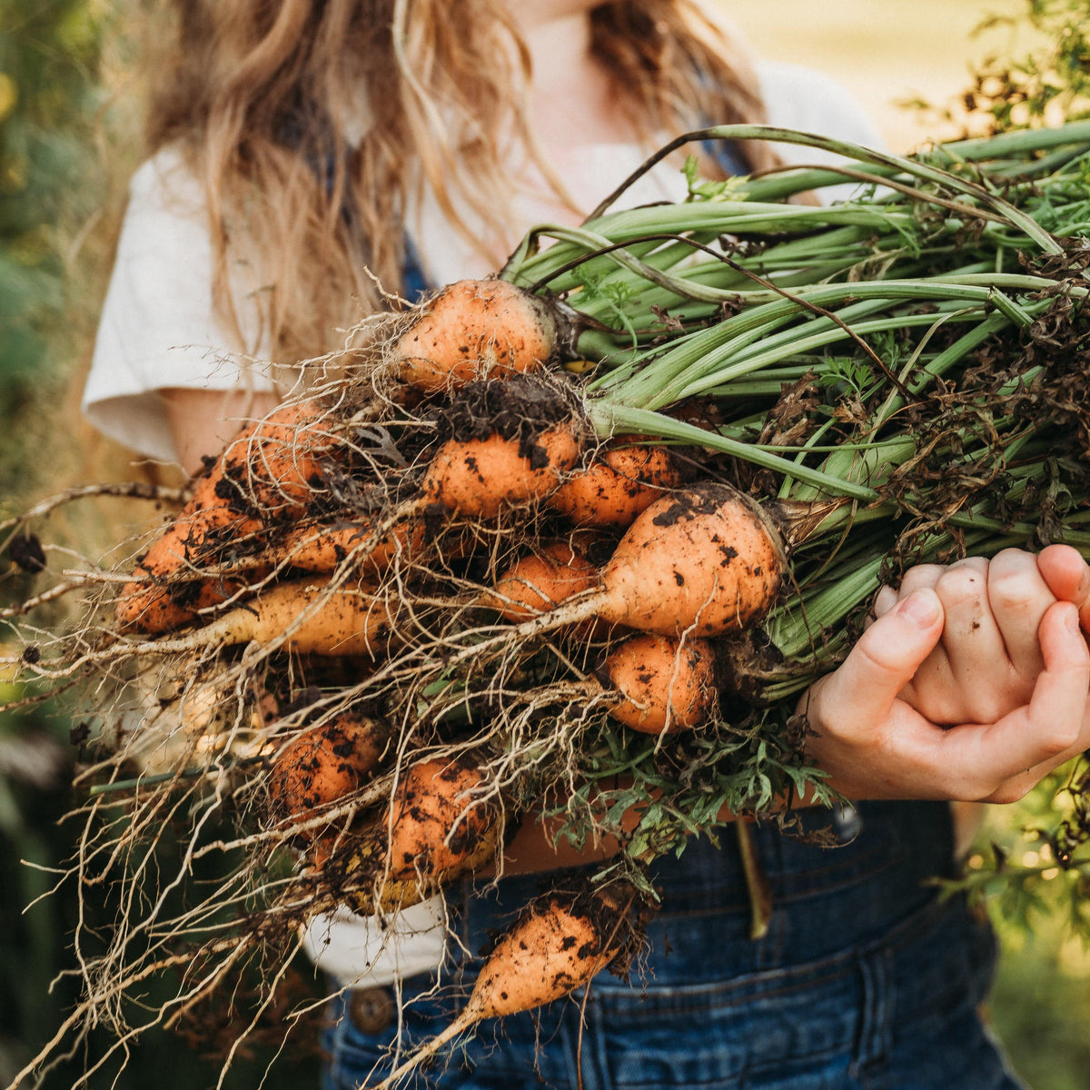 Parisian Carrot (Paris Market)