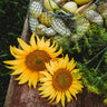 Peredovik Sunflower