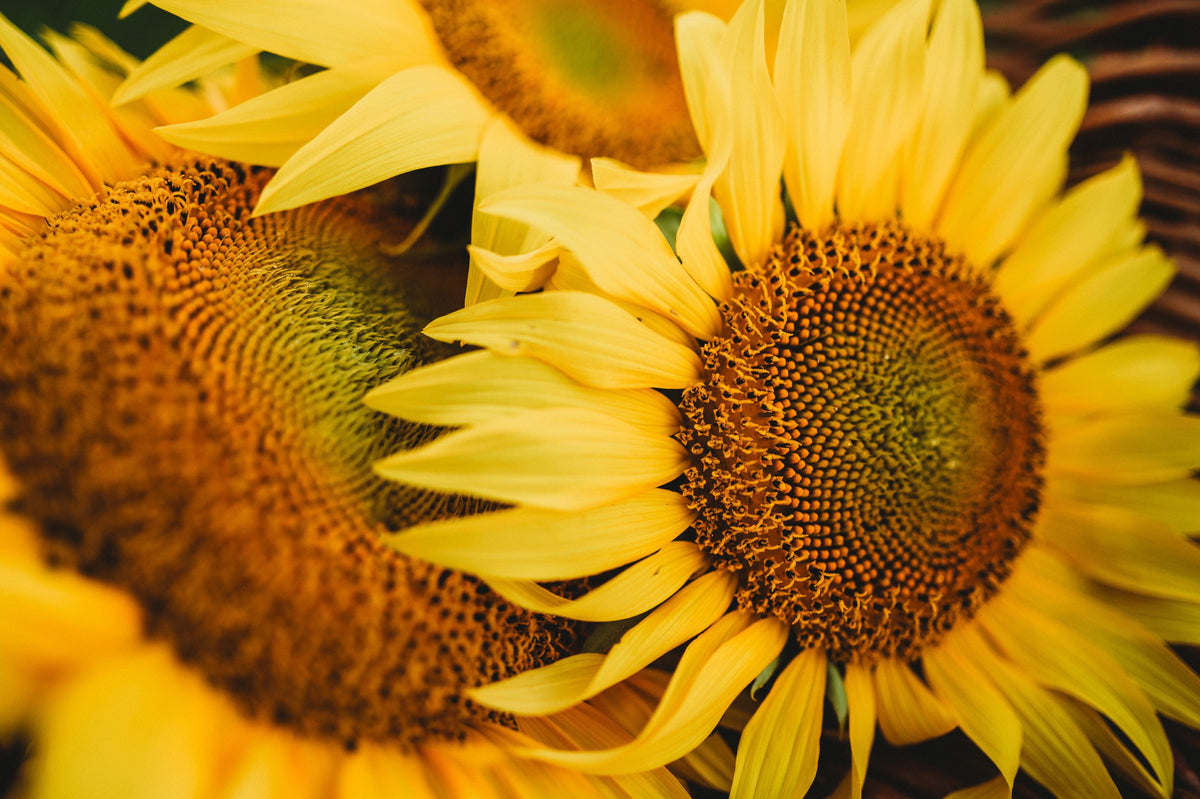 Peredovik Sunflower