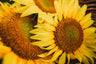 Peredovik Sunflower