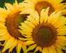 Peredovik Sunflower