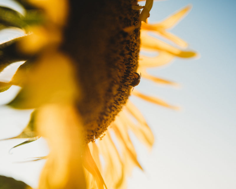 Peredovik Sunflower
