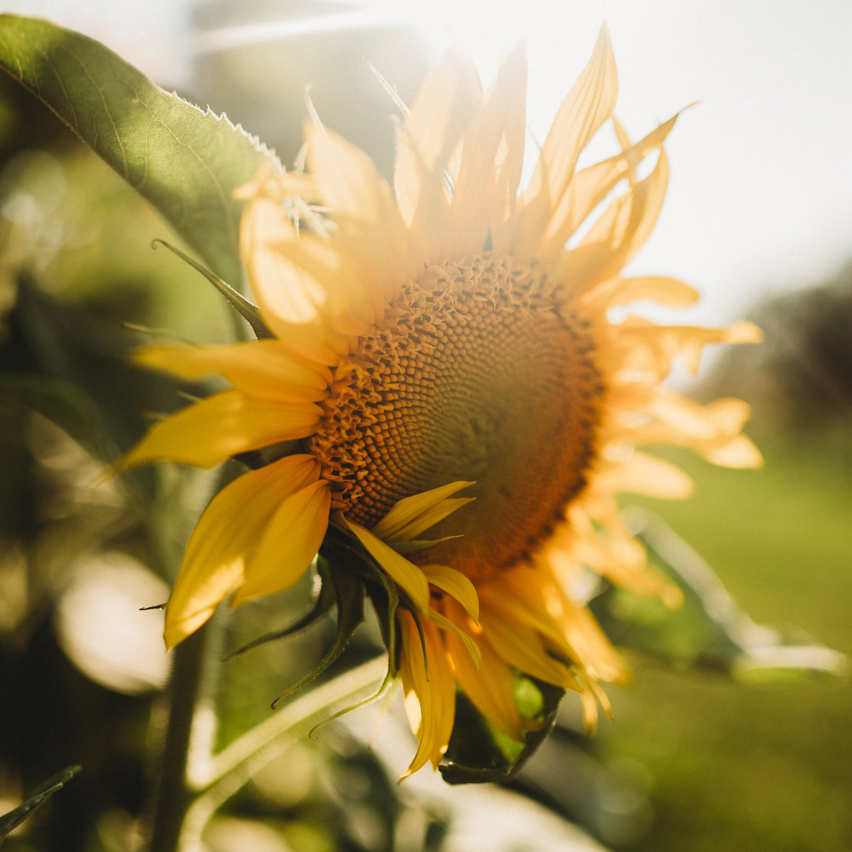 Peredovik Sunflower