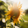 Peredovik Sunflower