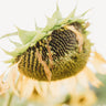 Peredovik Sunflower
