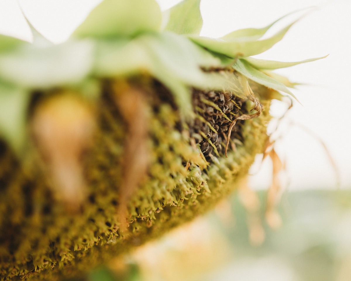 Peredovik Sunflower