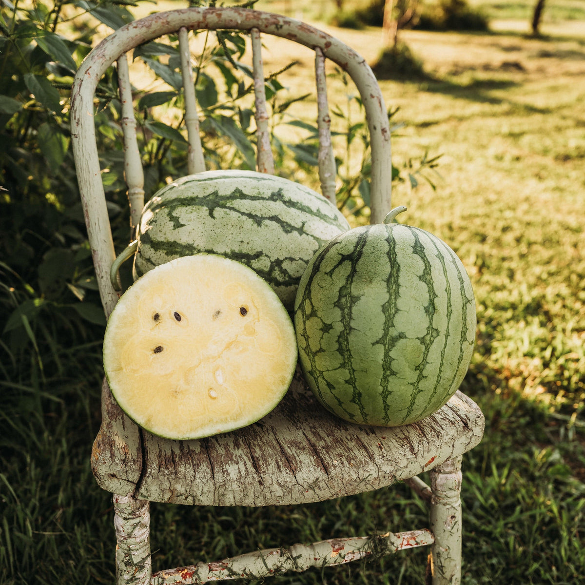 Petite Yellow Watermelon