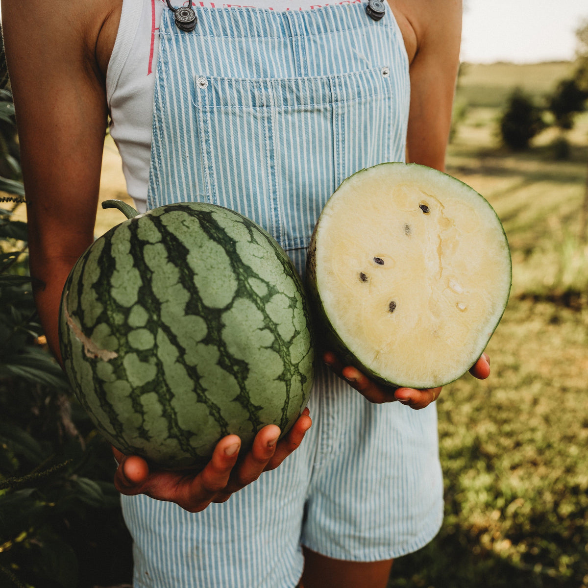 Petite Yellow Watermelon