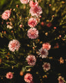 Pink Bachelor's Buttons